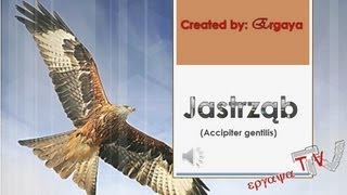 Jastrząb jastrząb gołębiarz Accipiter gentilis [upl. by Nnyroc]