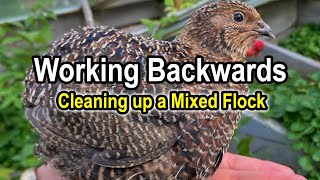 Working Backwards  Cleaning up a mixed flock [upl. by Einwahr]