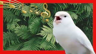 CANARIO CANTANDO  CANTE DE CANARIOS  COMO HACER QUE UN CANARIO CANTE [upl. by Elum658]