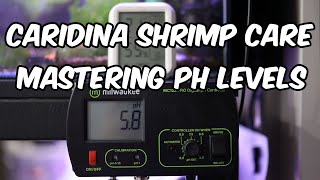 The Crucial Role of pH in Water Parameters for Caridina Shrimp 🦐 [upl. by Noled]