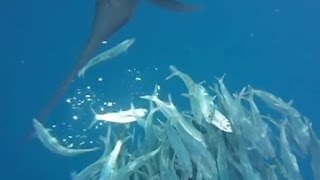 Sailfish Hunting Sardines Normal amp Slow Motion Attacks [upl. by Ailiec90]