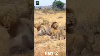 india animals youtubeshorts tarding lion fighting jalandhar hayana [upl. by Sheelah]