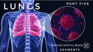 LUNGS  Part 5  Bronchopulmonary Segments [upl. by Cirenoj]