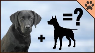 10 Unbelievable Labrador Mix Breeds [upl. by Fabien394]