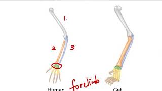 Ch30 Pentadactyl Limb [upl. by Okihcas]