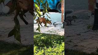 squirrel vs Fox funny rare rareitem russia секретфокуса pets viralshorts trending ukraine [upl. by Lila]