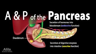 Anatomy and Physiology of the Pancreas Animation [upl. by Kosaka]