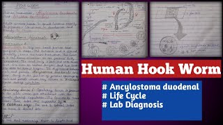 human hookworms  Ancylostoma duodenale and necator americanus [upl. by Curr551]