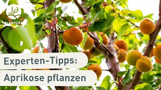 Aprikosenbaum pflanzen So klappt’s Anleitung [upl. by Pelag]