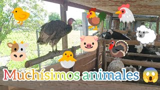 🛑Cuántos animales hay en total 100 GALLINAS y 50 Borregos 😱 y vacas becerros cerdos pavos [upl. by Rebor]