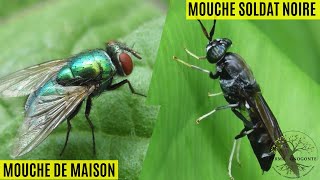 Quelles sont les différences entre la mouche soldat noire et la mouche de maison [upl. by Allenotna590]