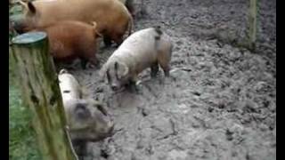 Gloucestershire Old Spot Pigs 3 [upl. by Eannej]