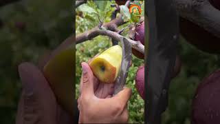 Apple Lovers Are Obsessed With This One Thing About Fresh Apples youtubeshorts [upl. by Monreal306]