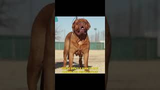 Dogue de Bordeaux The French Mastiffs Rich History and Traits [upl. by Yslehc364]