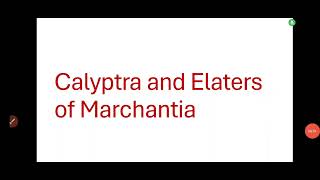 Calyptra and Elaters of Marchantiacalyptra of Marchantia in detailElaters of Marchantia [upl. by Hsizan]