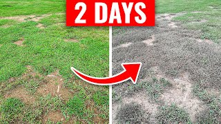 Destoy Crabgrass in 2 Days Without Hurting the Lawn [upl. by Nnahtebazile740]