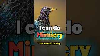 The European Starling A Master of Mimicry and Adaptation [upl. by Aylsworth518]