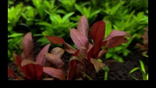 Cryptocoryne Parva  Unboxing and Planting [upl. by Lener215]