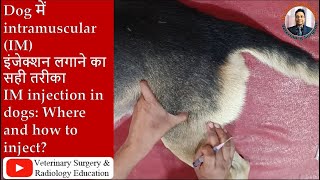 IM injection in dogsकुत्ते में सुई कंहा और कैसे लगाये dog me injection kaha aur kaise lagate hai [upl. by Esimehc456]