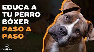 7 CONSEJOS PARA EDUCAR A TU PERRO BÓXER [upl. by Caria831]