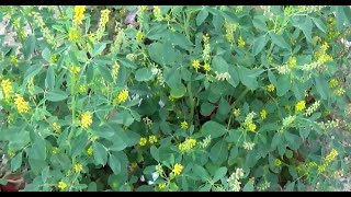 الحندقوق الطبي او اكليل الملك Melilotus officinalis [upl. by Einwahr]