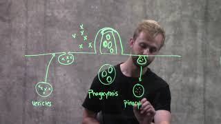 Endocytosis and Exocytosis [upl. by Leisha]