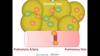 Alveolar Exchange Animation  Respiratory Physiology [upl. by Esineg]