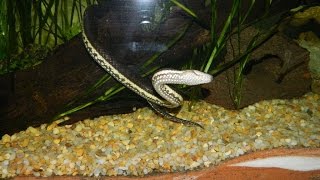 Macleays Water Snakes  Feeding Frenzy Enhydris polylepis [upl. by Greiner568]