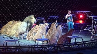 Ringling Brothers Big Cats Tigers and Lions show [upl. by Leahey]