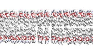 Animation of a Fluid Lipid Bilayer [upl. by Ahtnicaj]