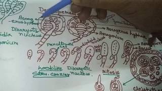 Aspergillus in Hindi Part 2 [upl. by Ahsilam962]