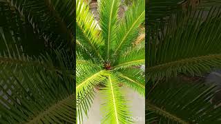 Cycas plant ☘️ [upl. by Ayhtak270]