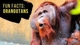 Interesting Facts about Orangutans Important Info and Data on Great Apes for Learners [upl. by Nam]