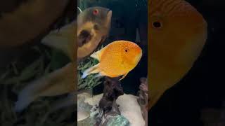 Best Cichlid Tank Mates for Freshwater Angelfish [upl. by Henry667]