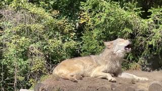 Gray Wolf Howls with Endangered Red Wolves [upl. by Bocaj167]