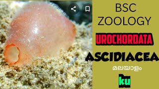 BSC ZOOLOGYASCIDIACEAurochordata2Animal diversity2SEM2 [upl. by Ramilahs479]