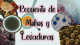 Recuento de Mohos y levaduras [upl. by Ynnep]