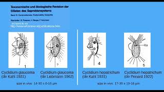 The freshwater ciliates Cyclidium glaucoma and C hepatrichum [upl. by Eetse]