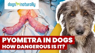 Pyometra In Dogs  How Dangerous Is It [upl. by Sanborne]