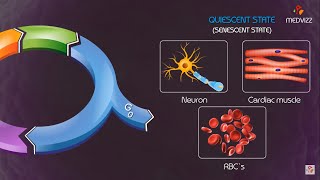 Cell cycle checkpoints and regulation Animation [upl. by Wenz393]