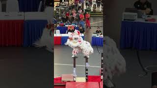 China Zhao Qing Nan Tan 中國肇慶南陳武術  MalaysiaChina Lion Dance Championship shorts [upl. by Joanie]