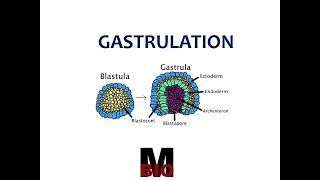 GASTRULATION amp MORPHOGENETIC MOVEMENTS [upl. by Keen]