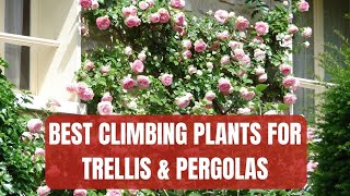 The Best Climbing Plants For Trellis Pergolas amp Wires [upl. by Atikaj285]