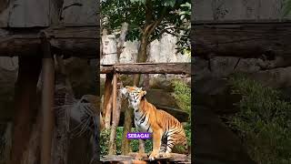 Harimau jawa kisah punahnya harimau jawa di ondonesia alamliar harimau hewanliar [upl. by Mur41]