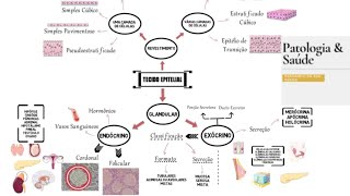 Mapa mental tecido epitelial  Histologia [upl. by Adnamas]