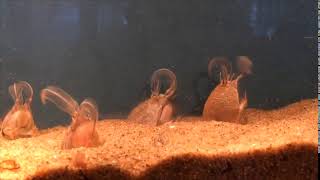 Pacific Mole Crabs Filter Feeding [upl. by Jory662]