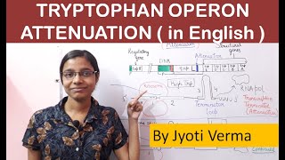 Tryptophan Operon Attenuation  in english [upl. by Navi677]