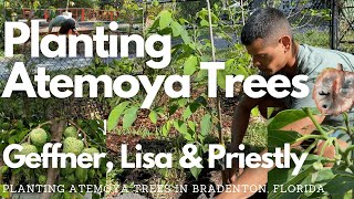 Planting Atemoya  Geffner Lisa Priestly  Annona atemoya [upl. by Aelak]