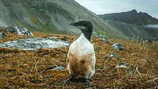 Tiny Guillemot Chicks DeathDefying First Flight  BBC Earth [upl. by Sirahc704]