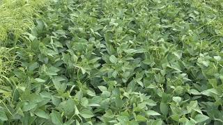 Soybean School  IP Herbicides [upl. by Spring959]